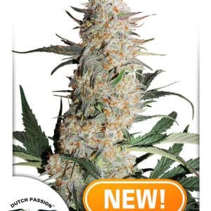 Critical Orange Punch by Dutch Passion Seeds – Indica Dominant – Euphoric – Skunky – image 1 – Seed City