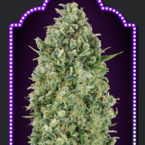 Critical Poison by OO Seeds – Indica Dominant – Large yield – Earthy – image 1 – Seed City