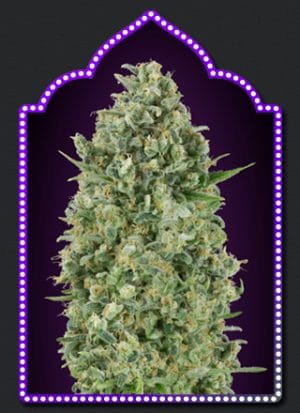 Critical Poison