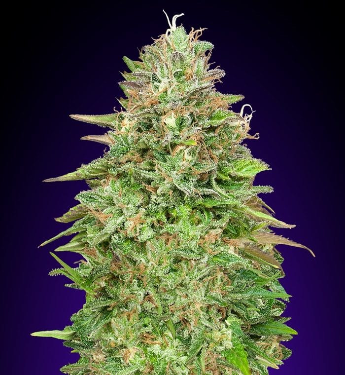 Image 1 of Critical Poison Fast Version cannabis by OO Seeds – Feminized – Short (up to 80cm) – Indica-heavy – Seed City