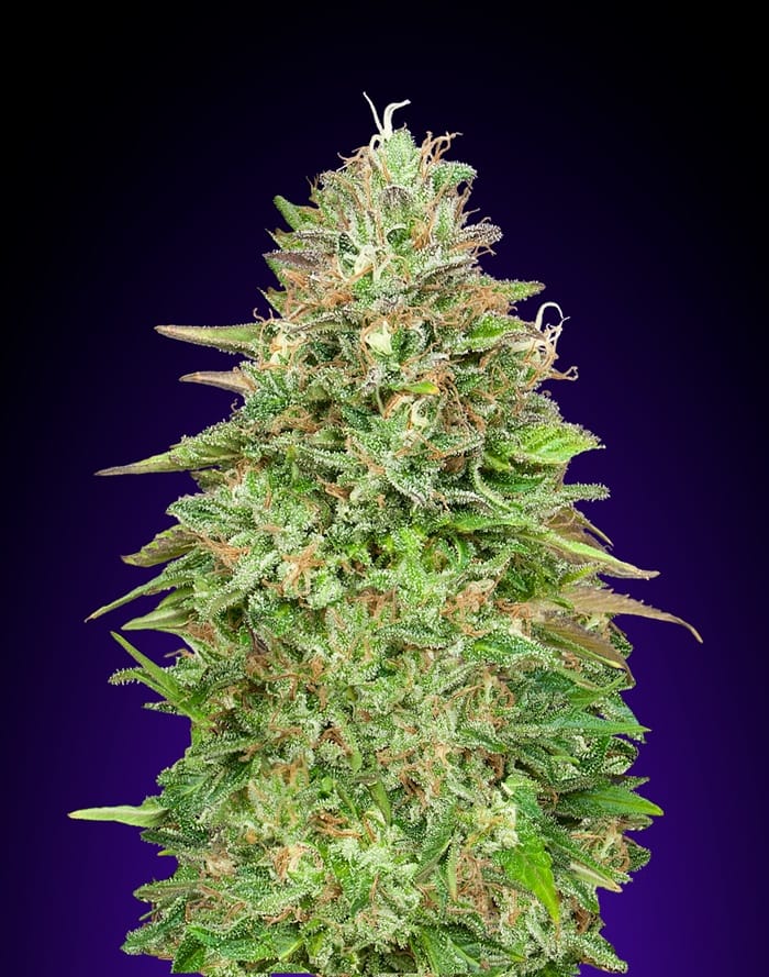 Image 1 of Critical Poison Fast Version cannabis by OO Seeds – Feminized – Short (up to 80cm) – Indica-heavy – Seed City