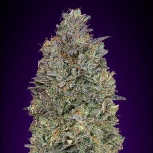 Image 1 of Critical Purple Kush cannabis by Advanced Seeds – Resistant to Pests – Sweet – Outdoor – Seed City