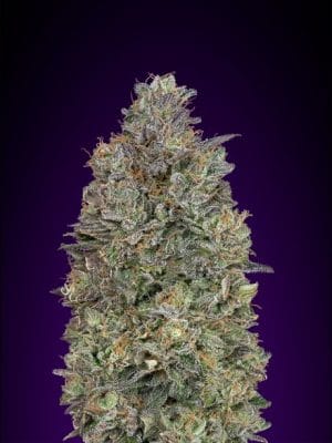 Critical Purple Kush