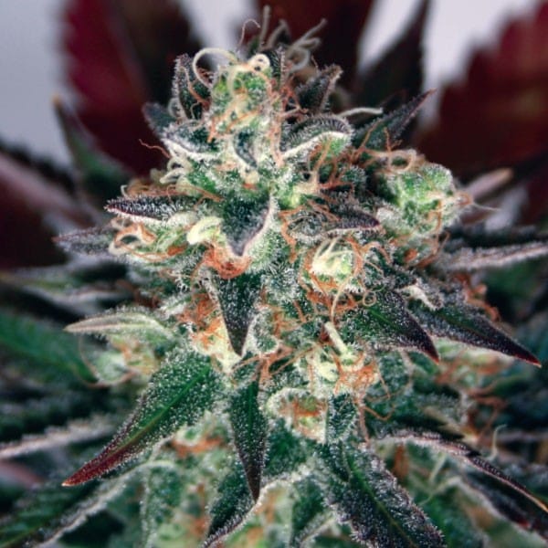 Critical Relief CBD cannabis seeds – Sweet – High CBD – Spasm Relief – image 1 from Seed City