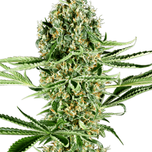 Critical Runtz cannabis seeds – Euphoric – Tall (140cm plus) – Indica Dominant – image 1 from Seed City