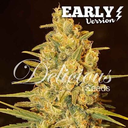 Critical Sensi Star F1 Fast Version cannabis seeds – Cerebral – Super Strength – Mostly Indica – image 1 from Seed City