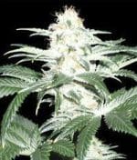 Critical Sensi Star cannabis seeds – Middle of September – Grapefruit – 12/12 Photoperiod – image 1 from Seed City