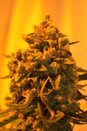 Critical Sour Diesel