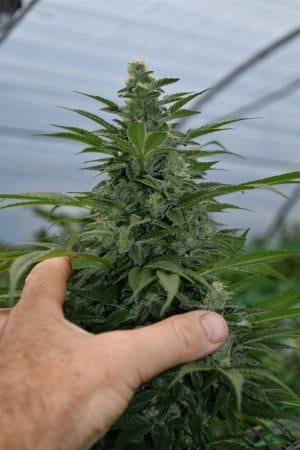 Critical Strawberry Banana