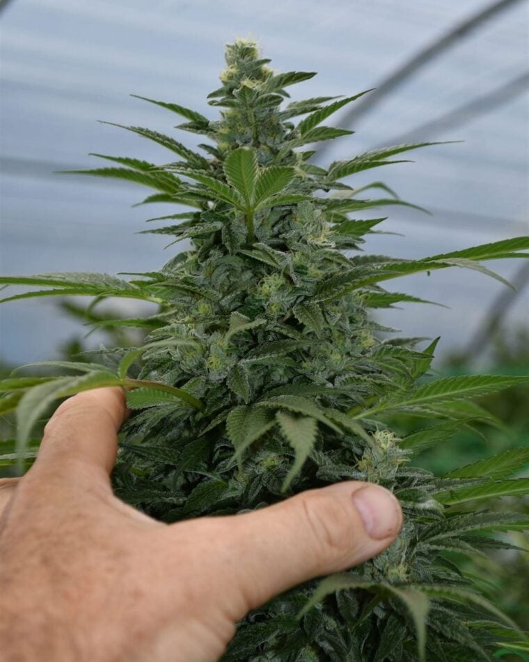 Critical Strawberry Banana by Emerald Triangle Seeds – Spasm Relief – The End of October – Banana – image 1 – Seed City