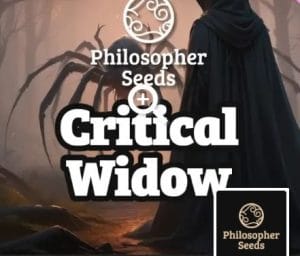 Critical Widow
