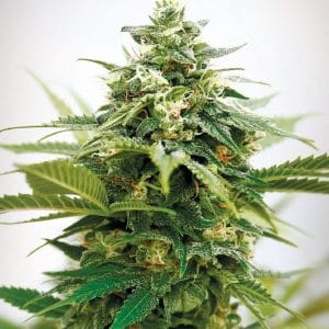Critical XXL