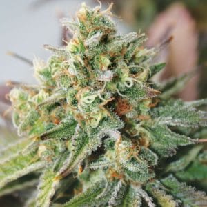 Critical XXL Auto