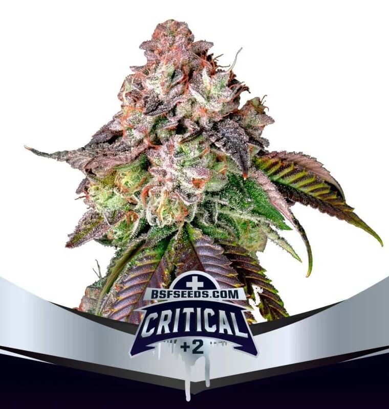 Critical +2 by BSF Seeds – Feminized – High Yielding – Mostly Sativa – image 1 – Seed City