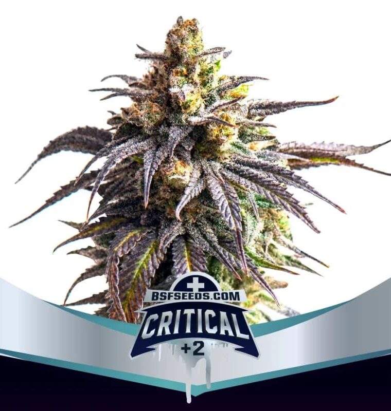 Image 1 of Critical +2 XXL Auto cannabis by BSF Seeds – Auto-Flowering – Indoor-friendly – Feminized – Seed City