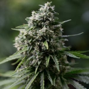 Tall (140cm plus) – Feminized – Relaxing – Critical + 2.0 strain – image 1 – from Silent Seeds via Seed City