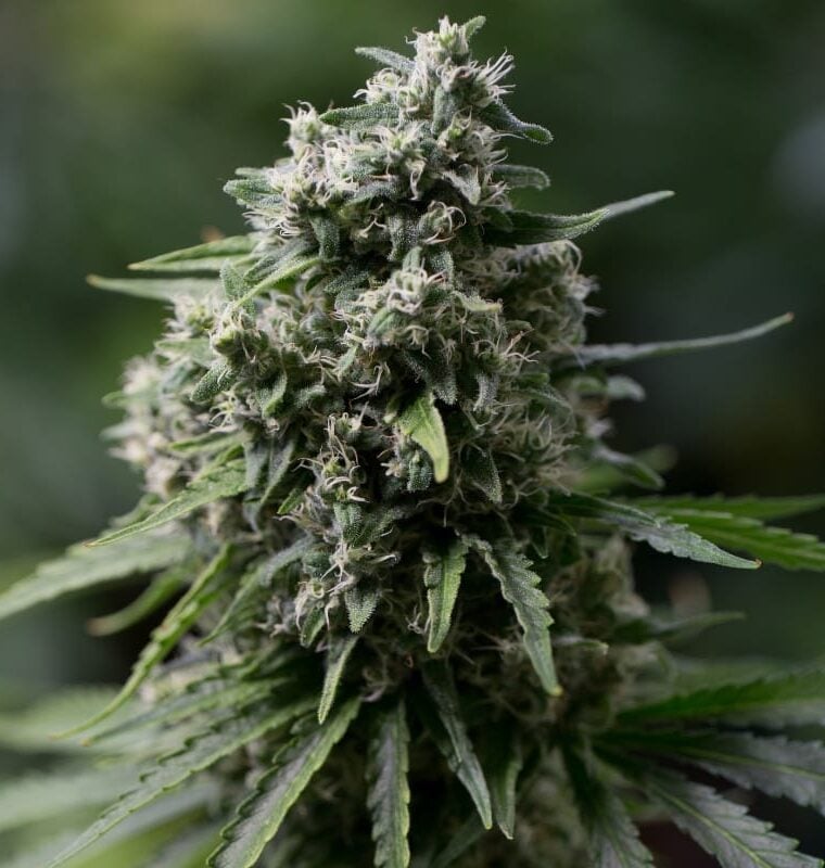 Tall (140cm plus) – Feminized – Relaxing – Critical + 2.0 strain – image 1 – from Silent Seeds via Seed City