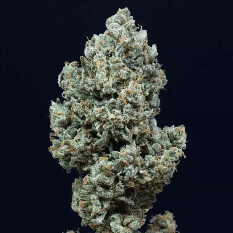 Critical + 2.0 Auto cannabis seeds – Relaxing – Lemon – Indoor – image 1 from Seed City