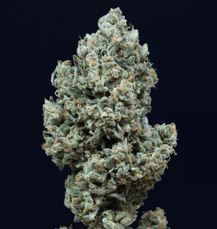 Critical + 2.0 Auto cannabis seeds – Relaxing – Lemon – Indoor – image 1 from Seed City