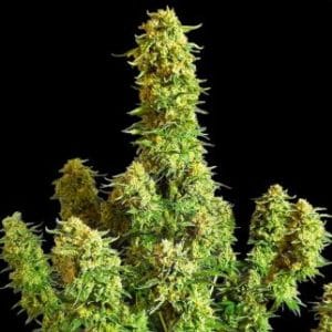 Critical + 20 by BSB Genetics – Relaxing – Outdoor cultivation – Mostly Indica – image 1 – Seed City
