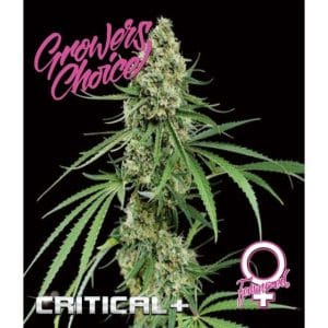 Critical +