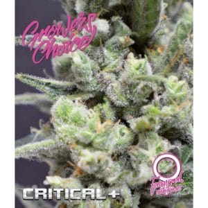 Critical + Auto