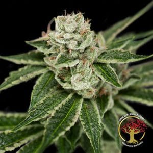 Crockett's Dawg cannabis seeds – Mostly Indica – Regular – 12/12 Photoperiod – image 1 from Seed City