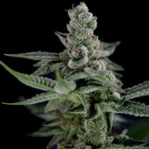 Crockett’s Haze