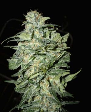 Crop Circle Auto