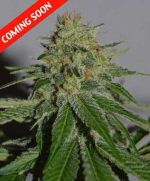 Crop Doctor
