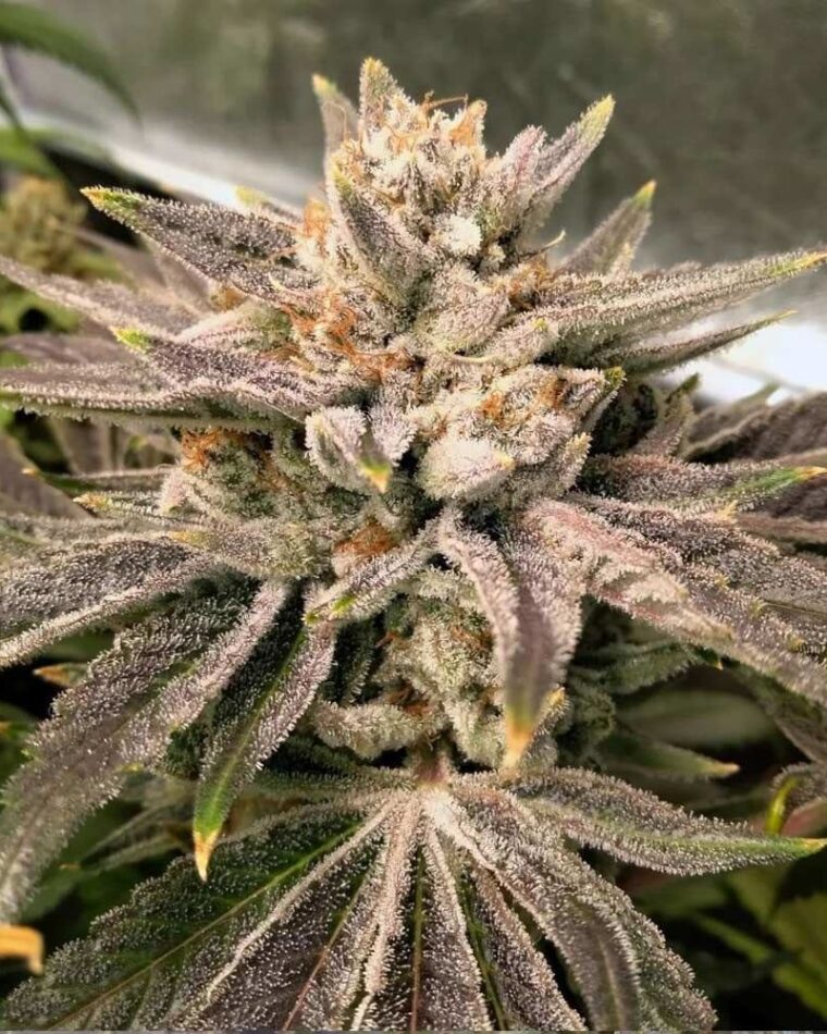 Crumbled Melon by Karma Genetics – Female seeds – Melon – 12/12 Photoperiod – image 1 – Seed City