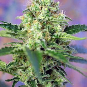 Crystal Candy cannabis seeds – Feminized – Auto-Flowering – Outdoor – image 1 from Seed City