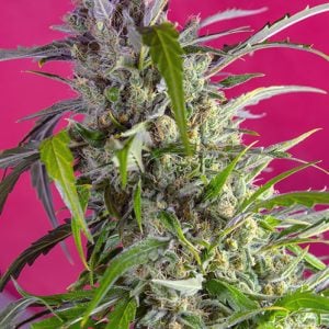 Image 1 of Crystal Candy Auto cannabis by Sweet Seeds – Auto-Flowering – Indoor – Indica-heavy – Seed City