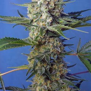 Image 1 of Crystal Candy Fast V cannabis by Sweet Seeds – Sweet – 12/12 Photoperiod – Feminized – Seed City