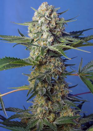Crystal Candy Fast V