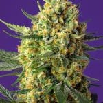 Crystal Candy XL Auto by Sweet Seeds – Feminized – Sweet – Indoor – image 1 – Seed City