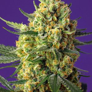 Crystal Candy XL Auto by Sweet Seeds – Feminized – Sweet – Indoor – image 1 – Seed City