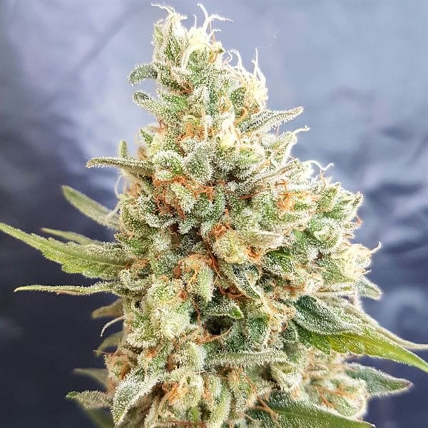Crystal Dwarf Auto cannabis seeds – Regular – Auto-Flowering – Outdoor – image 1 from Seed City