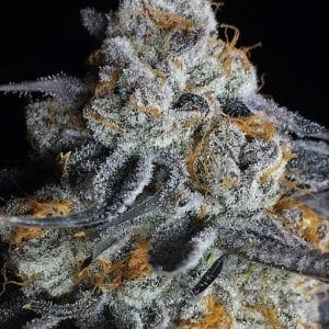 Crystal Gelato from Big Head Seeds