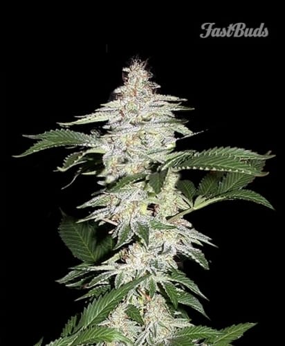 Crystal METH from FastBuds