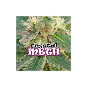 Crystal METH