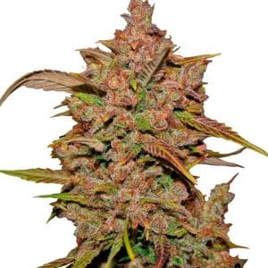 Sativa Dominant – Good for outdoor grow – Nutty – Crystal METH strain – image 1 – from FastBuds via Seed City