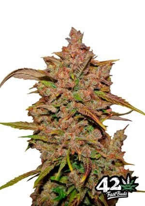 Crystal METH