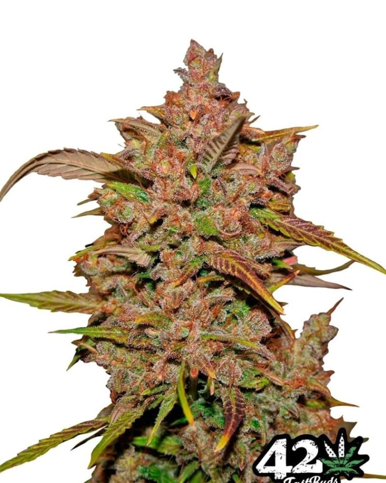 Sativa Dominant – Good for outdoor grow – Nutty – Crystal METH strain – image 1 – from FastBuds via Seed City