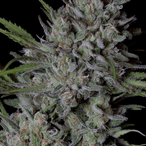 Image 1 of Crystal Runtz cannabis by Big Head Seeds – 12/12 Photoperiod – Outdoor – 50% Indica/50% Sativa – Seed City