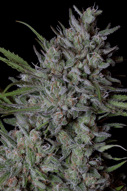 Image 1 of Crystal Runtz cannabis by Big Head Seeds – 12/12 Photoperiod – Outdoor – 50% Indica/50% Sativa – Seed City