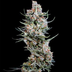 Crystal White