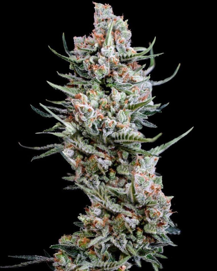 Image 1 of Crystal White cannabis by Spliff Seeds – Feminized – Outdoor – Indica Dominant – Seed City