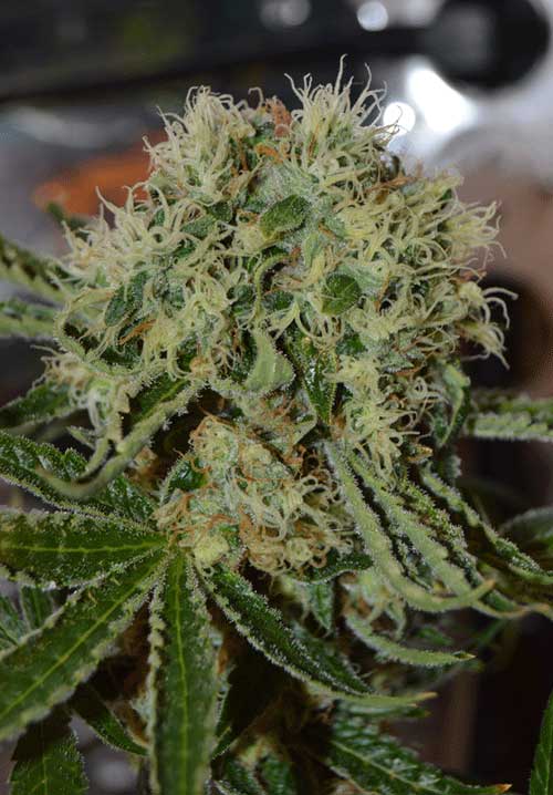 Custard Cream by Cream of the Crop – Large yield – Indica Dominant – Good for outdoor grow – image 1 – Seed City