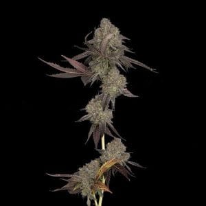 DNA Cake Auto